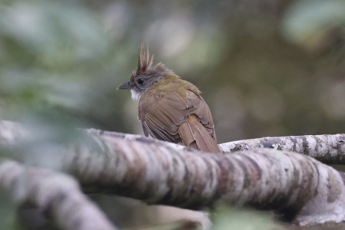 Puff-throated Bulbul - ML643262976