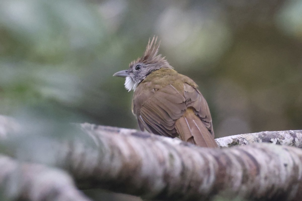 Puff-throated Bulbul - ML643262977