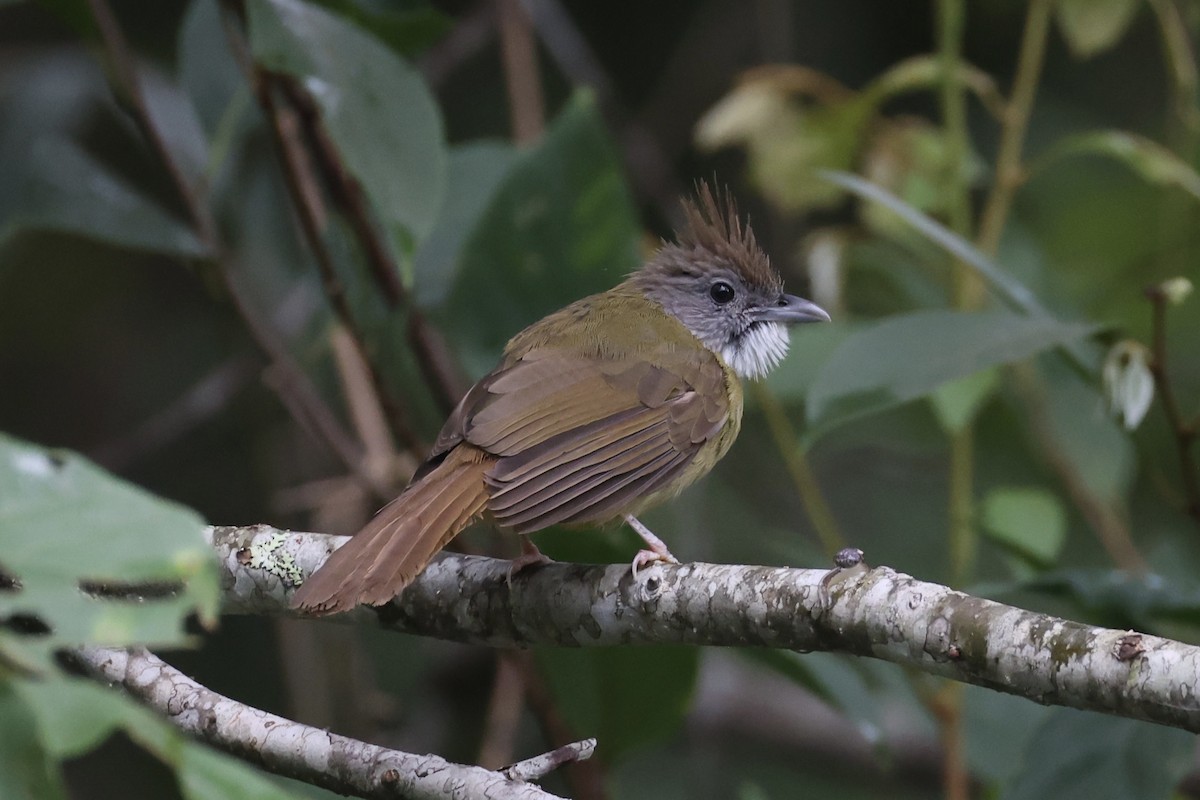 Puff-throated Bulbul - ML643262978