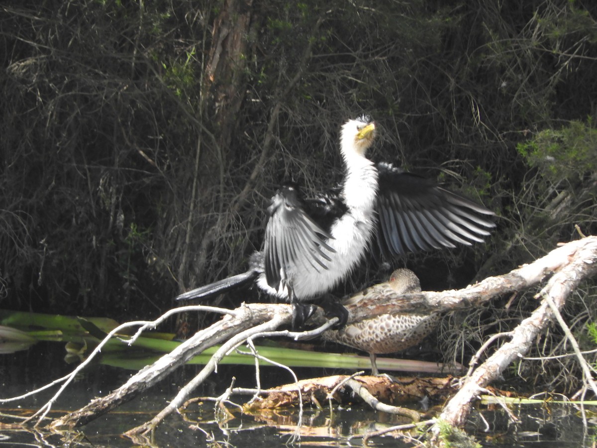 Little Pied Cormorant - ML643262983