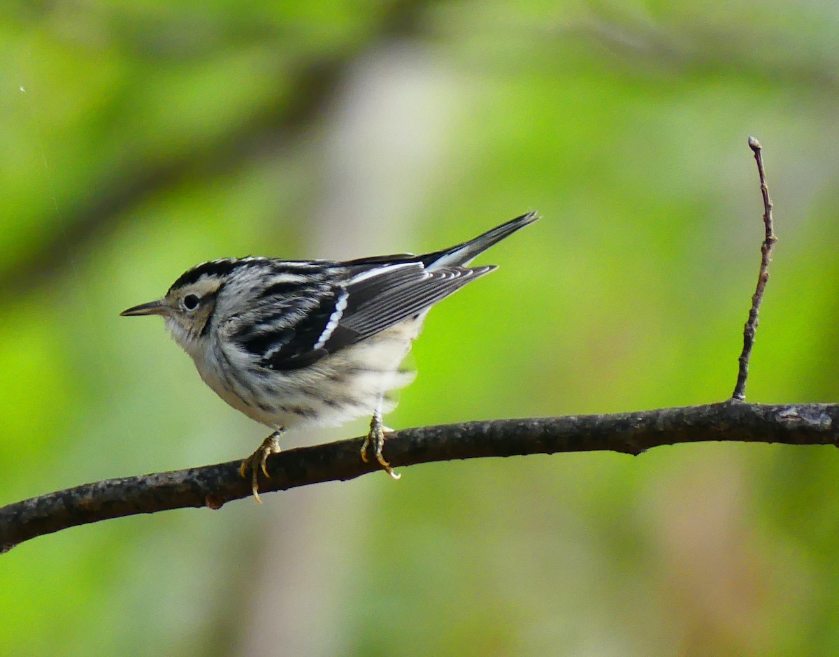 Black-and-white Warbler - ML643262984