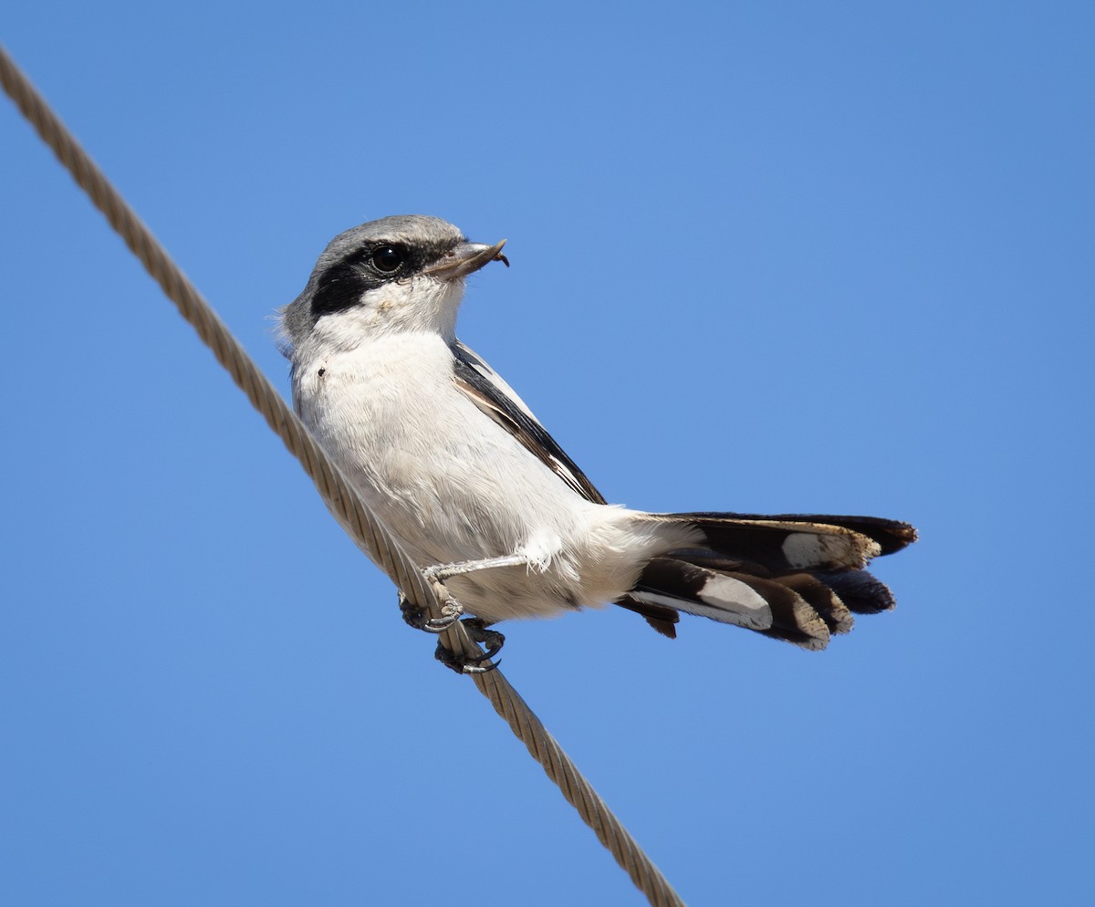 Loggerhead Shrike - ML643263038