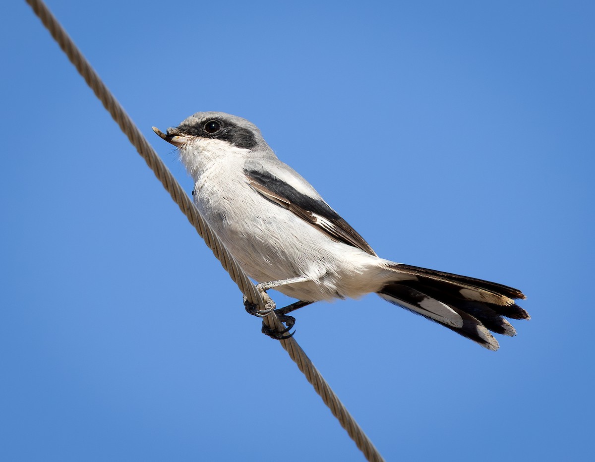 Loggerhead Shrike - ML643263039