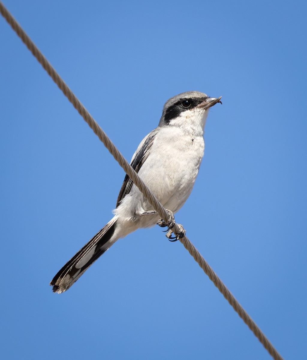 Loggerhead Shrike - ML643263040