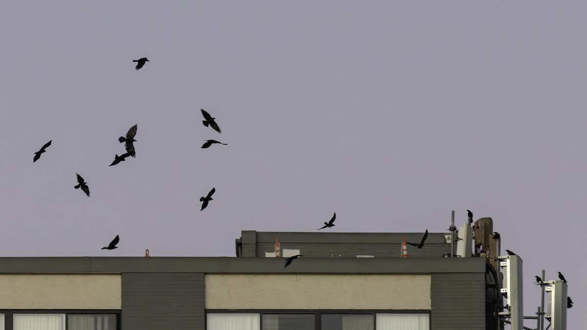 Fish Crow - ML643263042