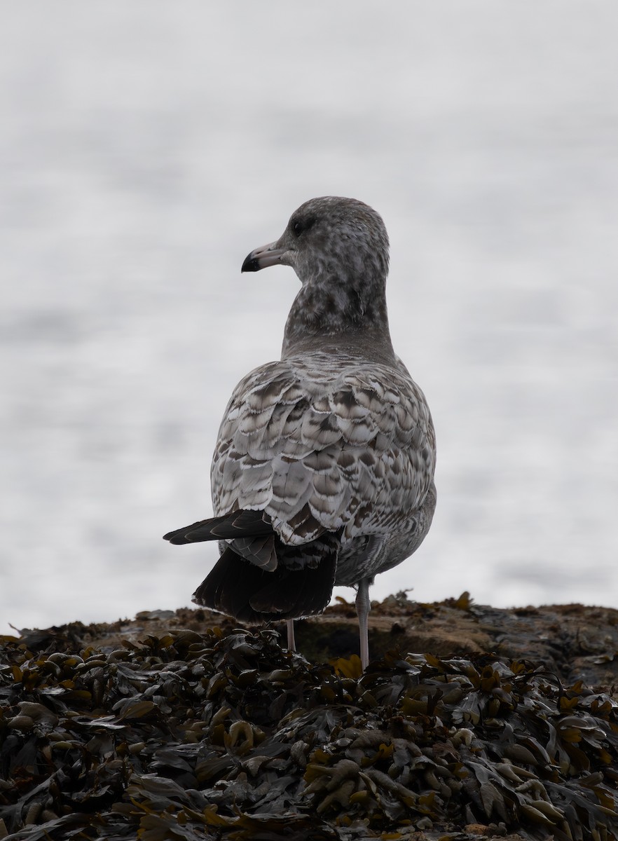 California Gull - ML643263072