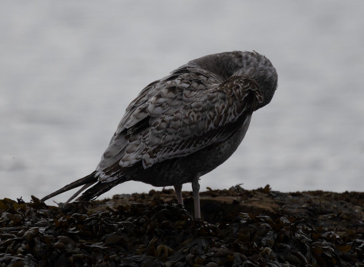 California Gull - ML643263076