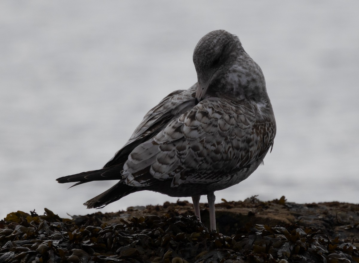 California Gull - ML643263077