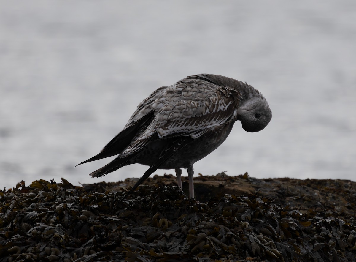 California Gull - ML643263078