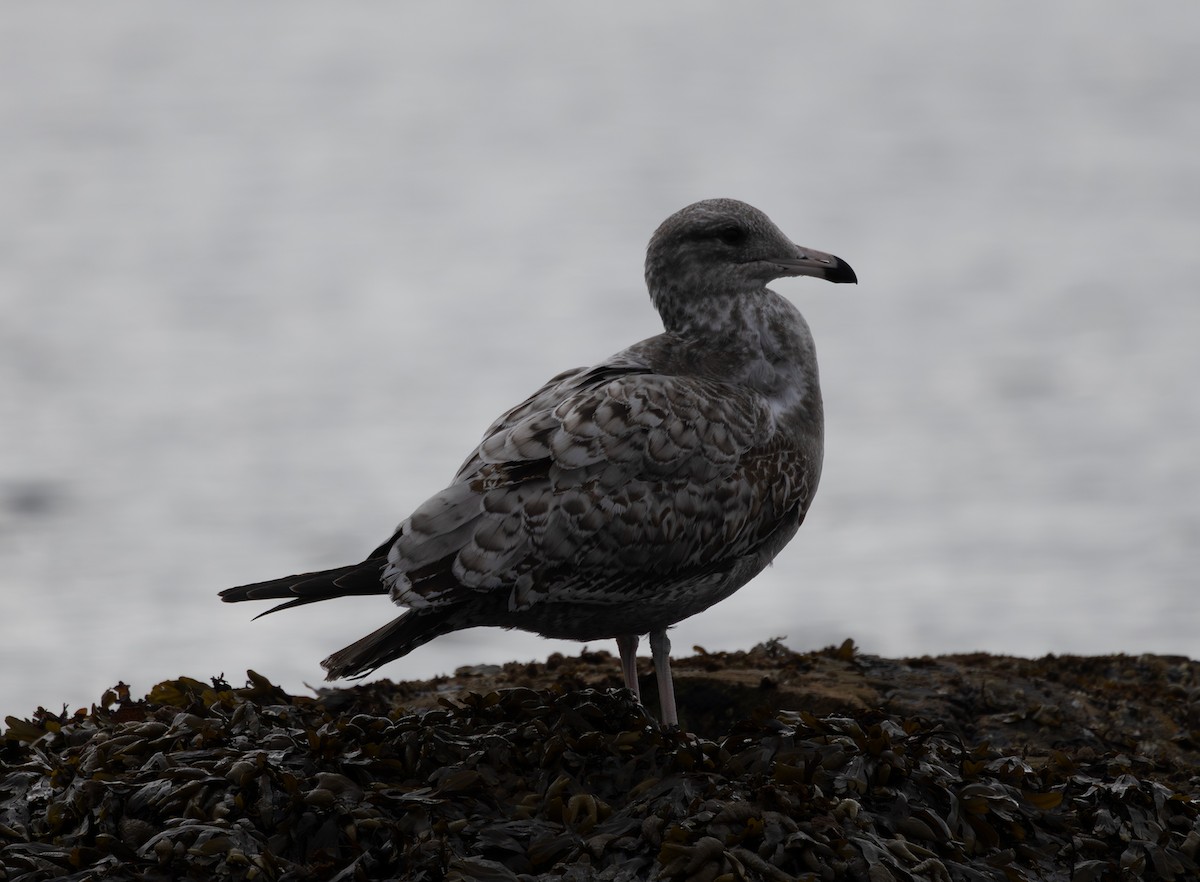 California Gull - ML643263079