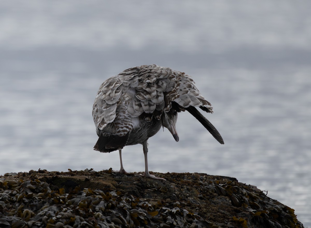 California Gull - ML643263085