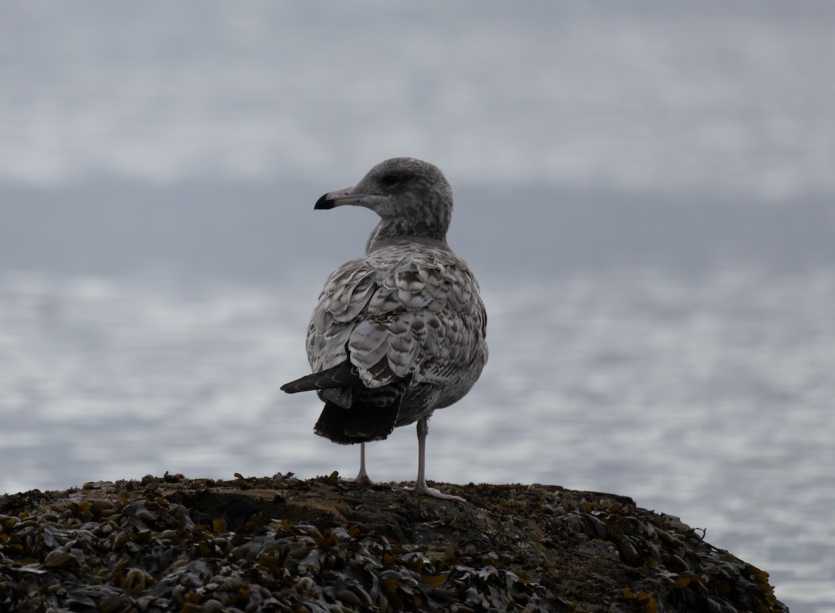 California Gull - ML643263086