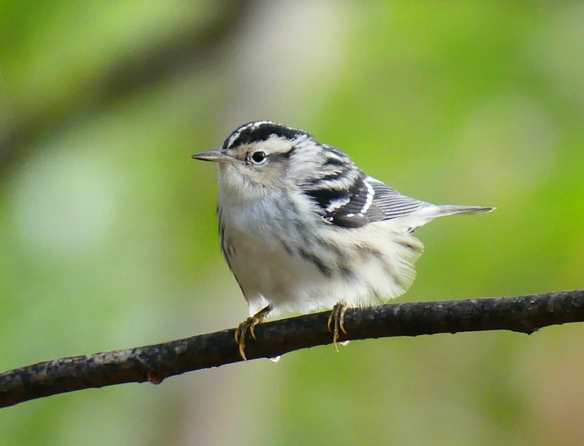 Black-and-white Warbler - ML643263100