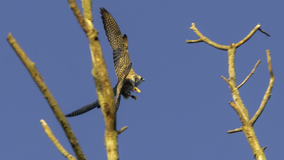 Peregrine Falcon - ML643263103