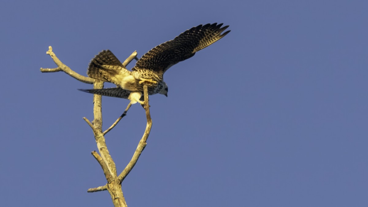 Peregrine Falcon - ML643263105