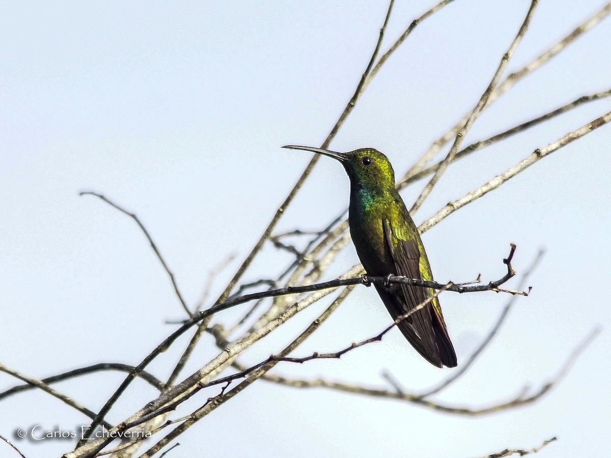Green-breasted Mango - ML64326311