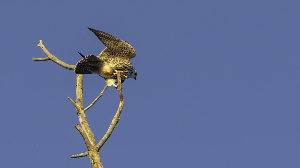 Peregrine Falcon - ML643263113