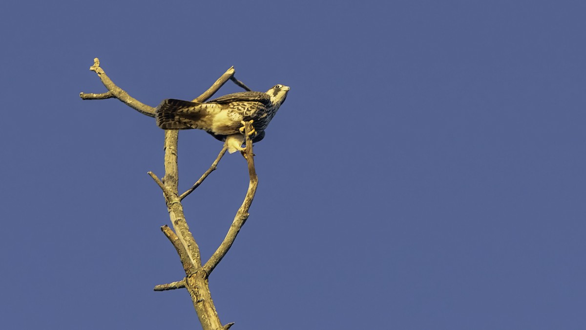 Peregrine Falcon - ML643263117