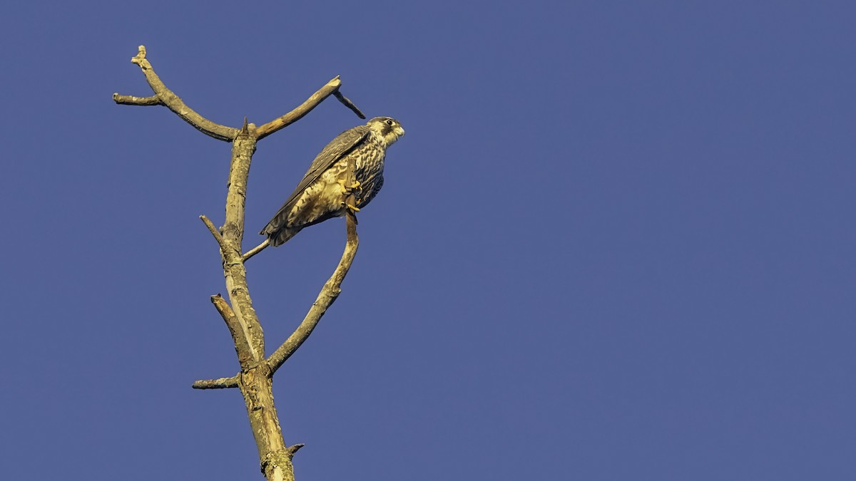 Peregrine Falcon - ML643263118