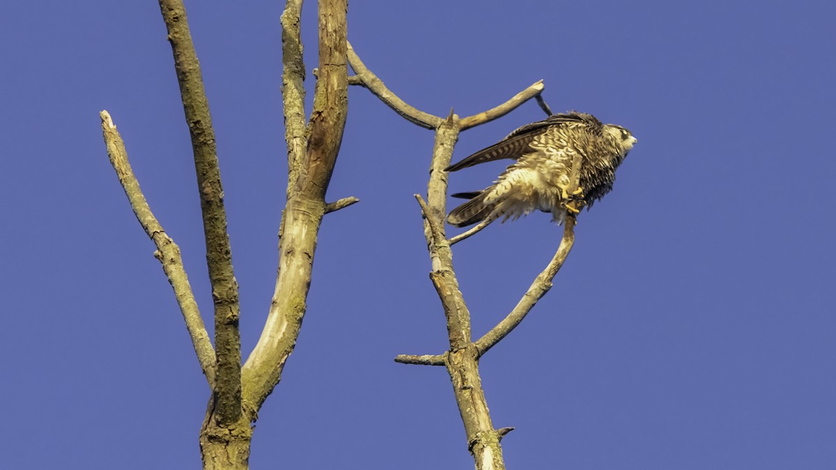 Peregrine Falcon - ML643263127