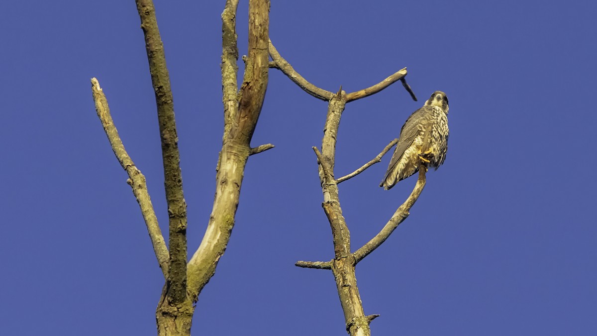 Peregrine Falcon - ML643263130
