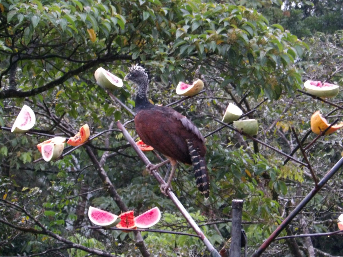 Great Curassow - ML643263141