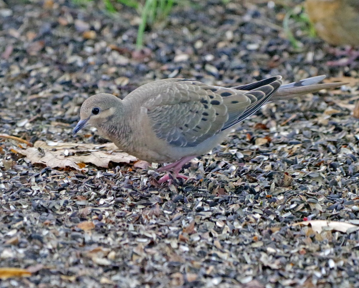 Mourning Dove - ML643263148