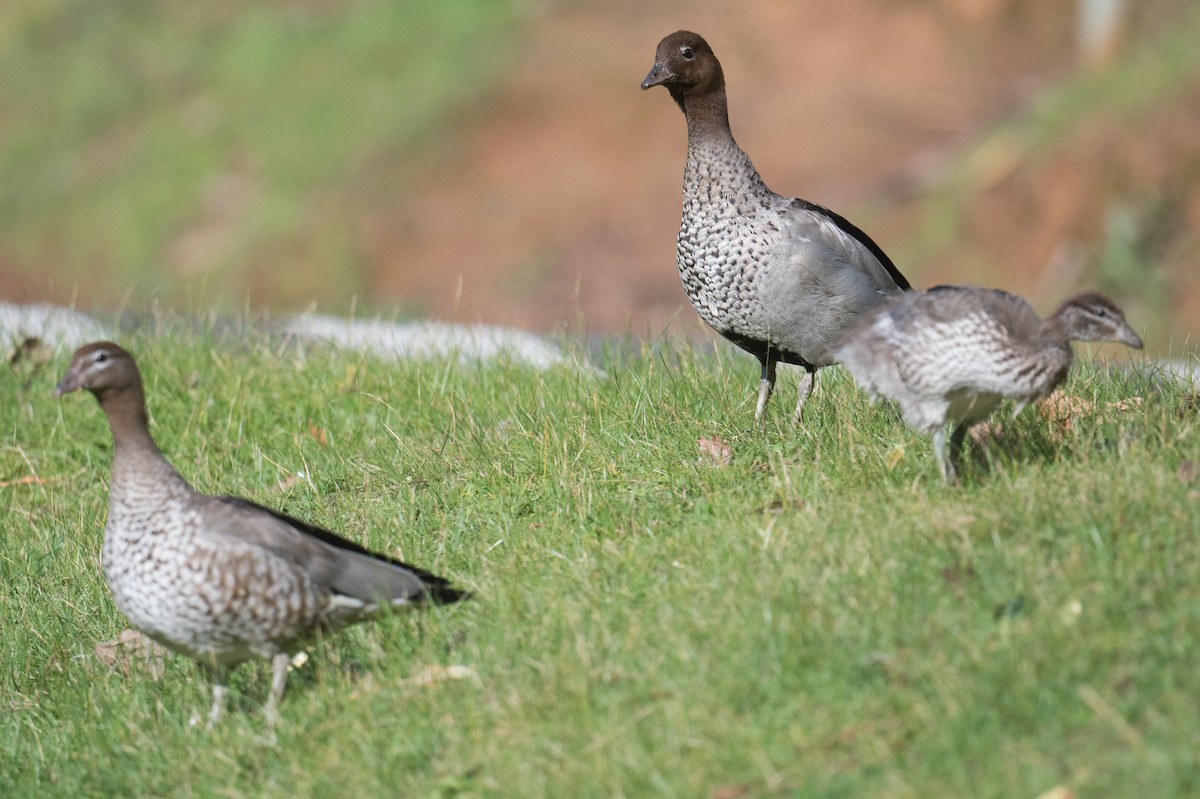 Maned Duck - ML643263149
