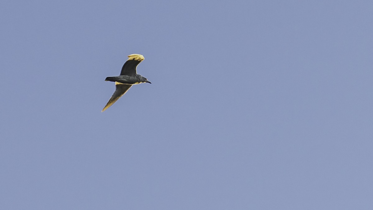 Ring-billed Gull - ML643263150