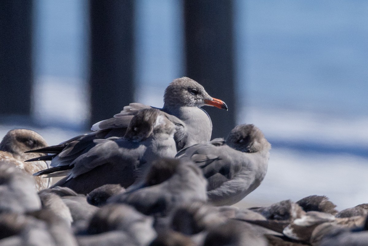 Heermann's Gull - ML643263151