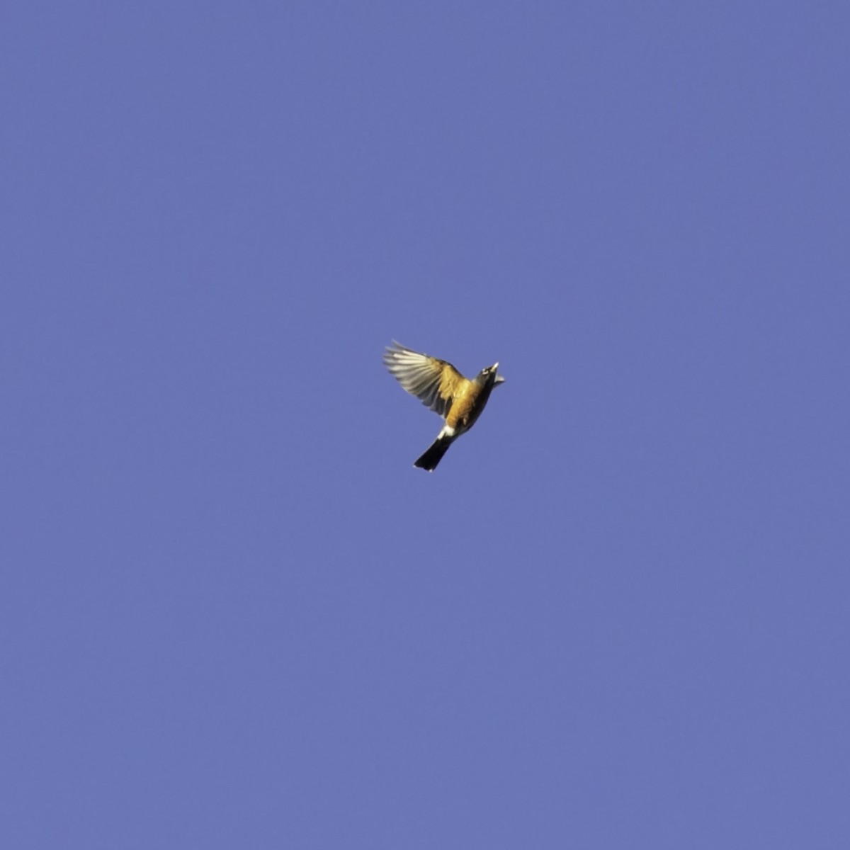 American Robin - ML643263158