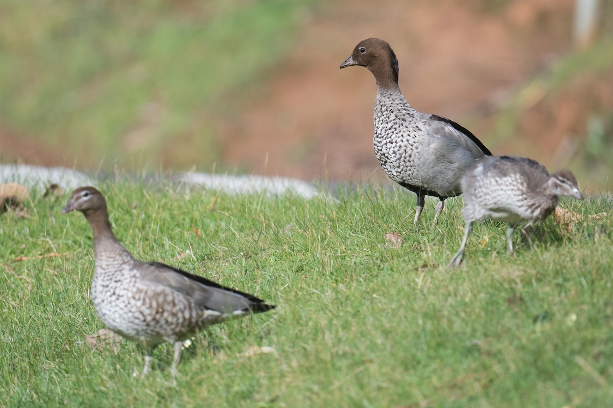 Maned Duck - ML643263160