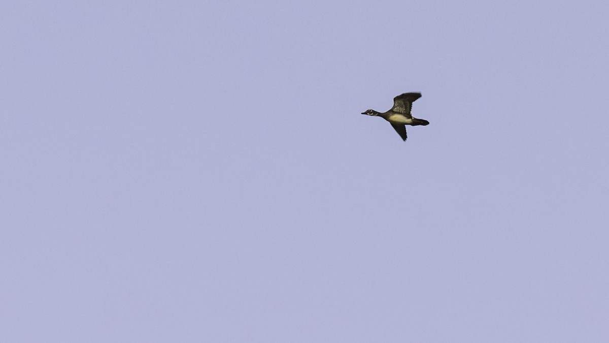 Wood Duck - ML643263174