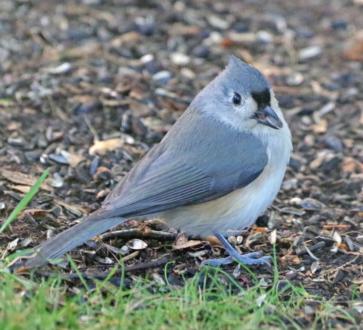 Tufted Titmouse - ML643263175