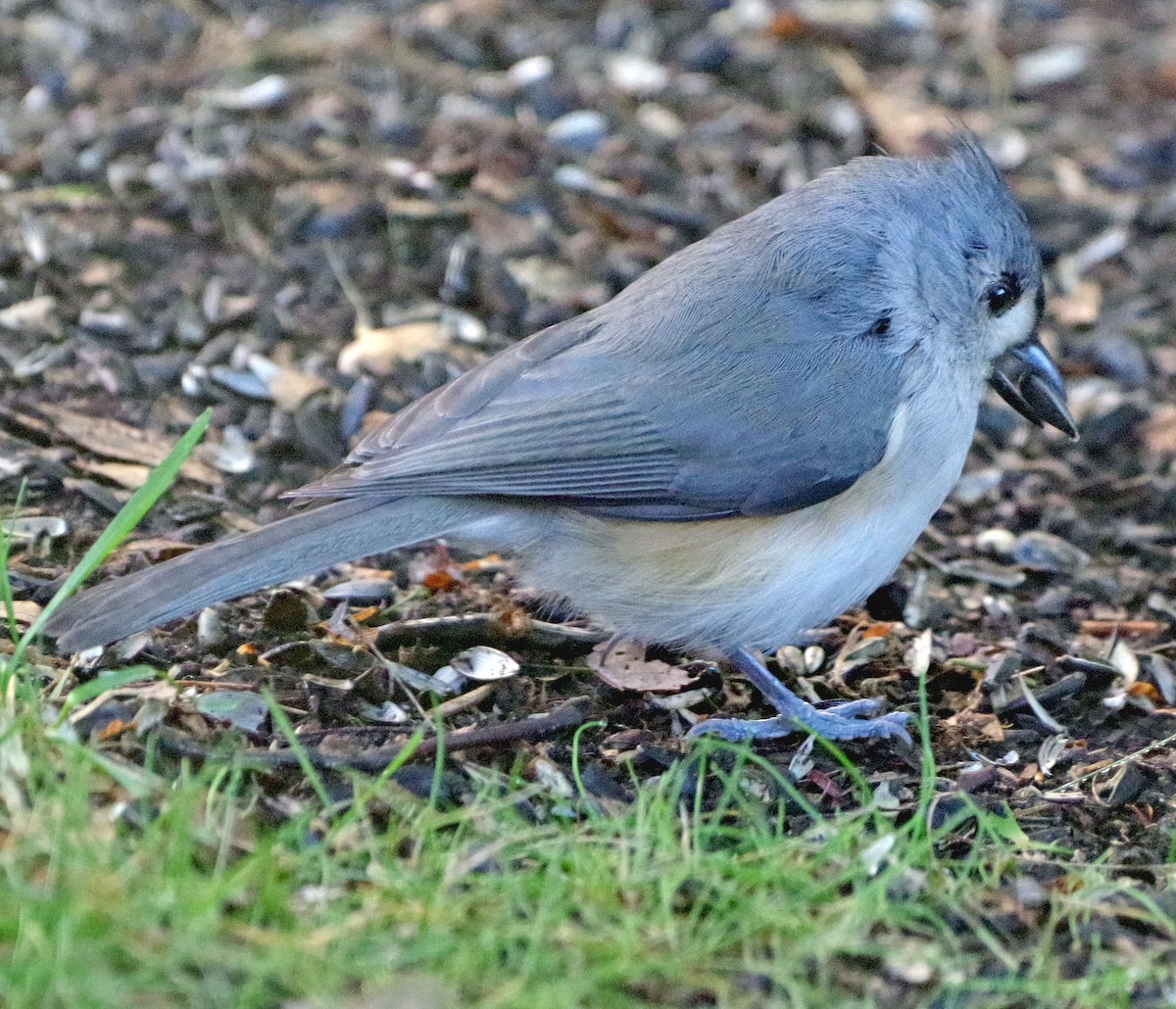 Tufted Titmouse - ML643263176