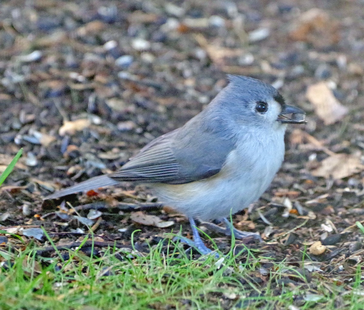 Tufted Titmouse - ML643263177