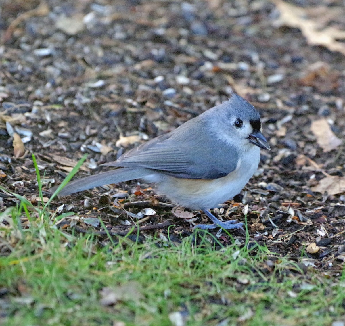 Tufted Titmouse - ML643263178