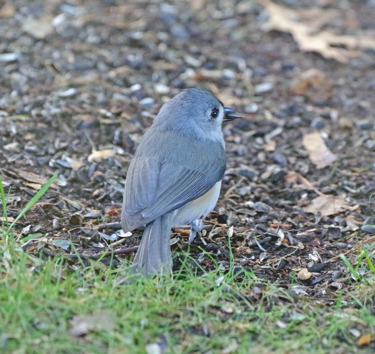 Tufted Titmouse - ML643263179