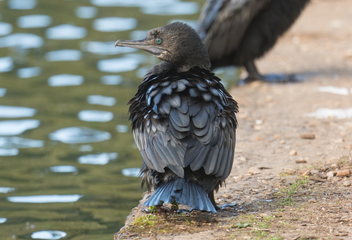 Little Black Cormorant - ML643263185