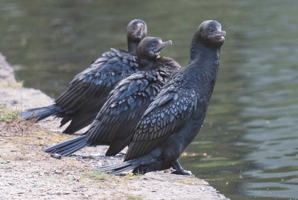 Little Black Cormorant - ML643263204