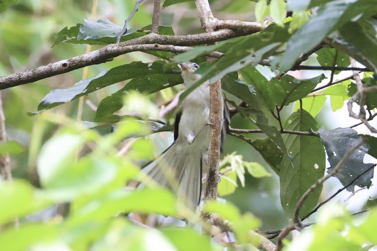 Blue-winged Minla - ML643263216