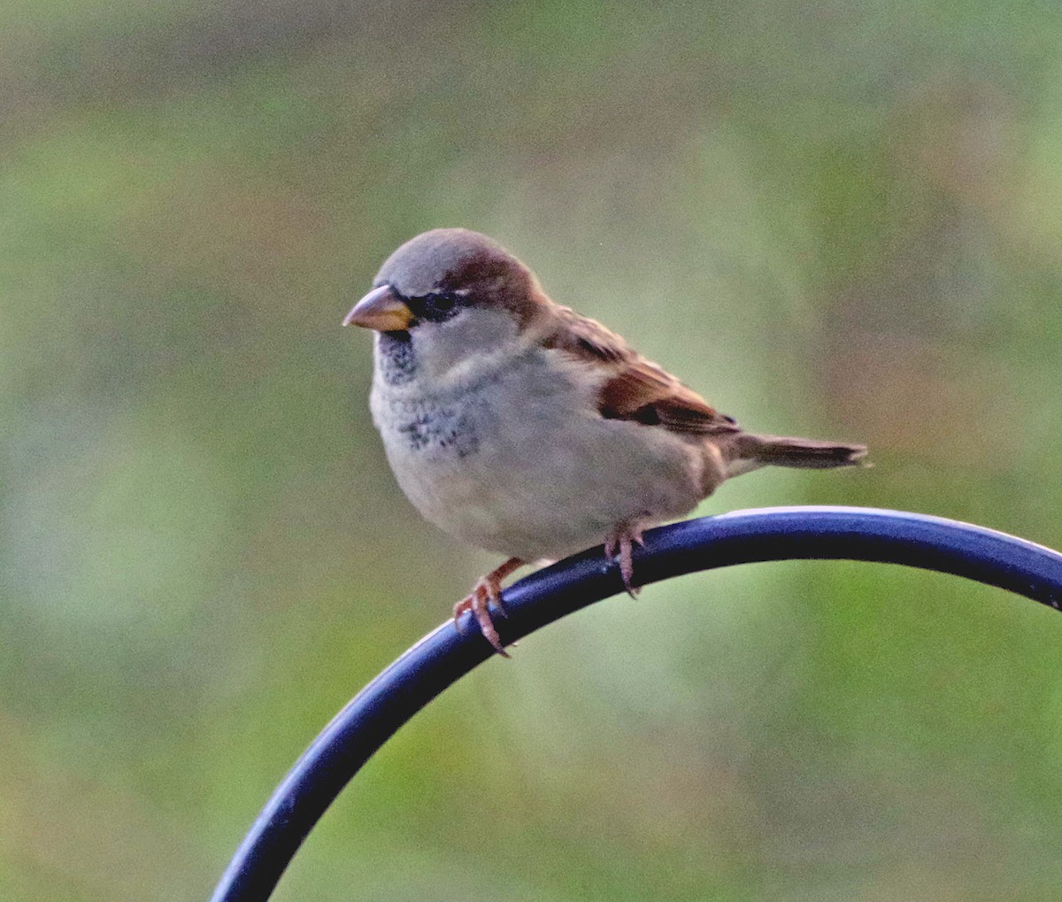 House Sparrow - ML643263219