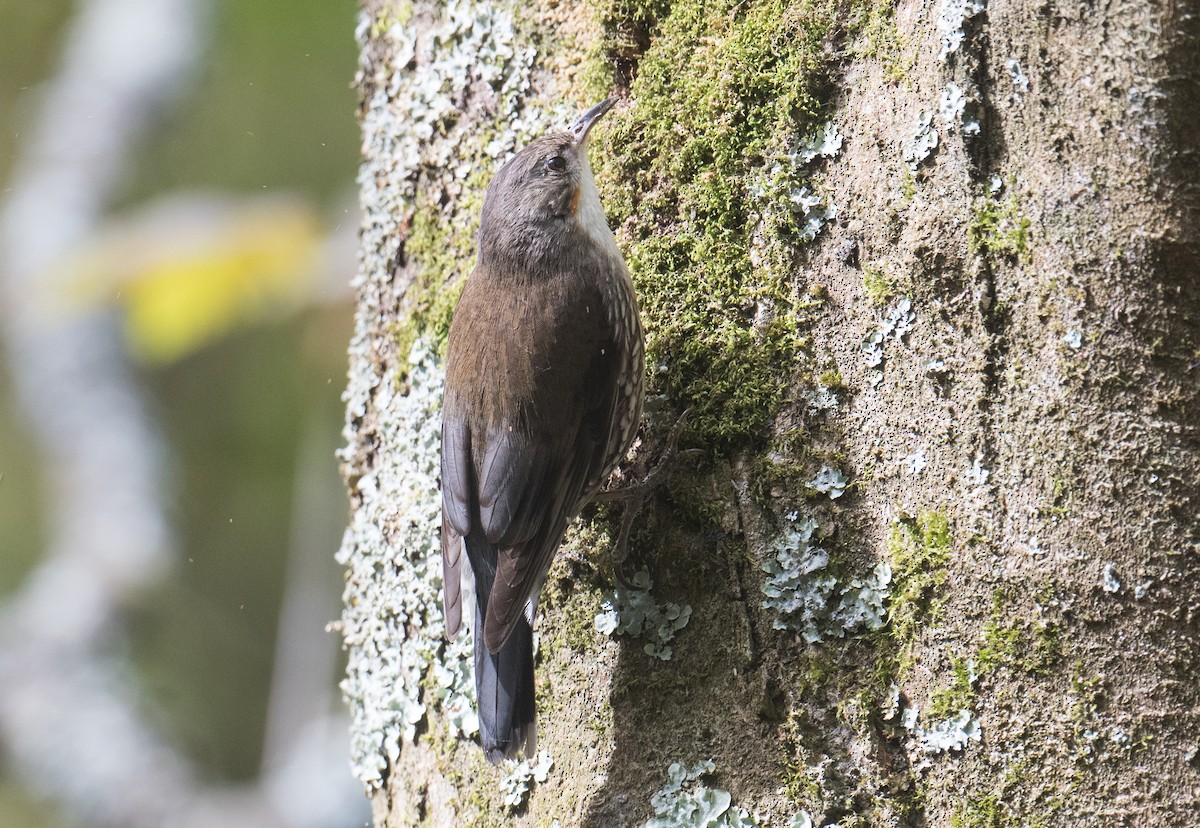 White-throated Treecreeper - ML643263225