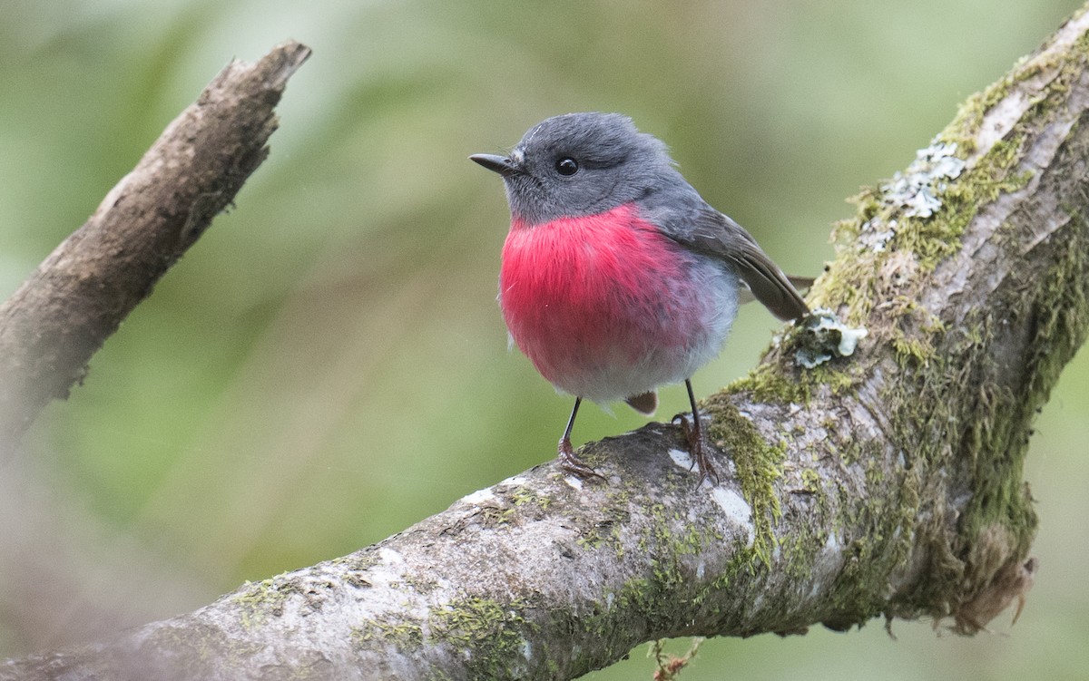 Rose Robin - ML643263257