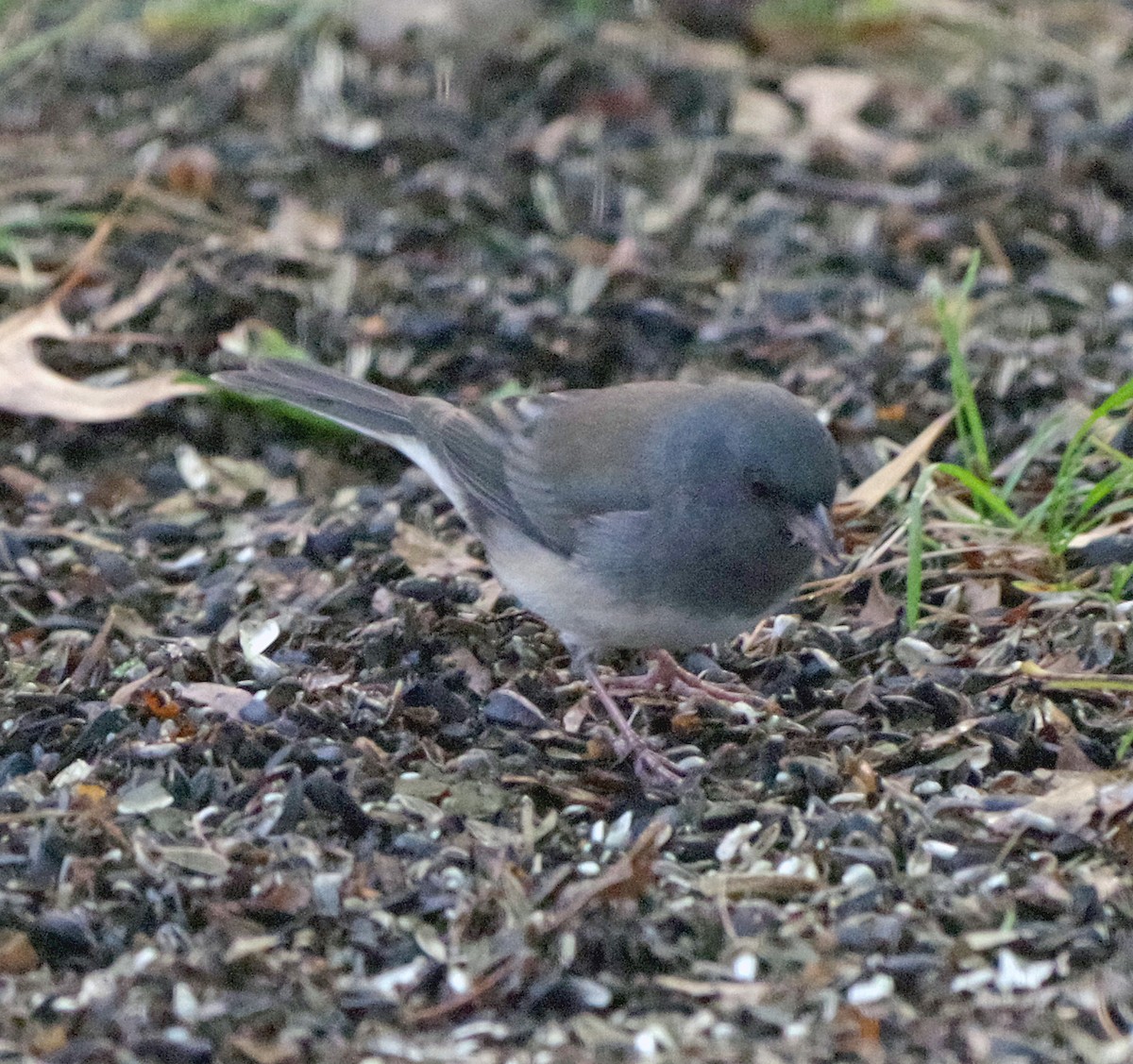 Dark-eyed Junco (Slate-colored) - ML643263260