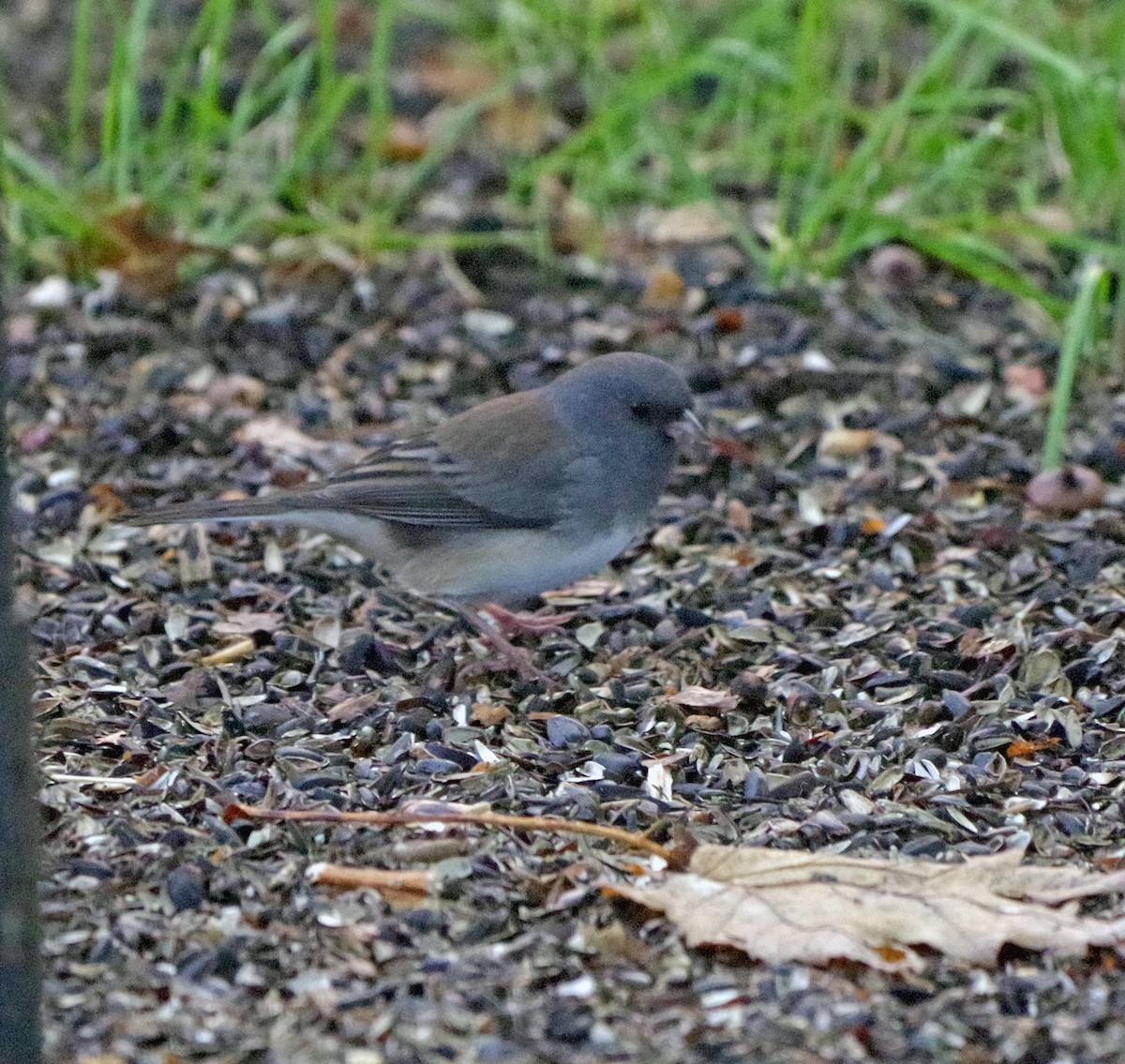 Dark-eyed Junco (Slate-colored) - ML643263261