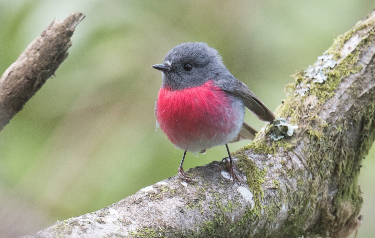 Rose Robin - ML643263265