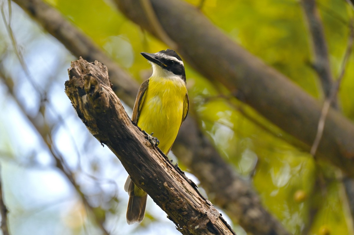 Great Kiskadee - ML643263273