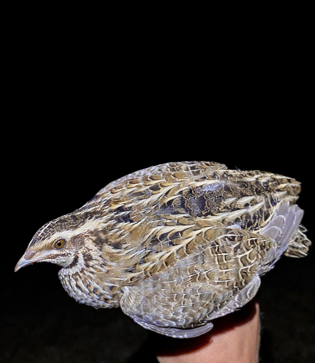 Common Quail - ML643263275