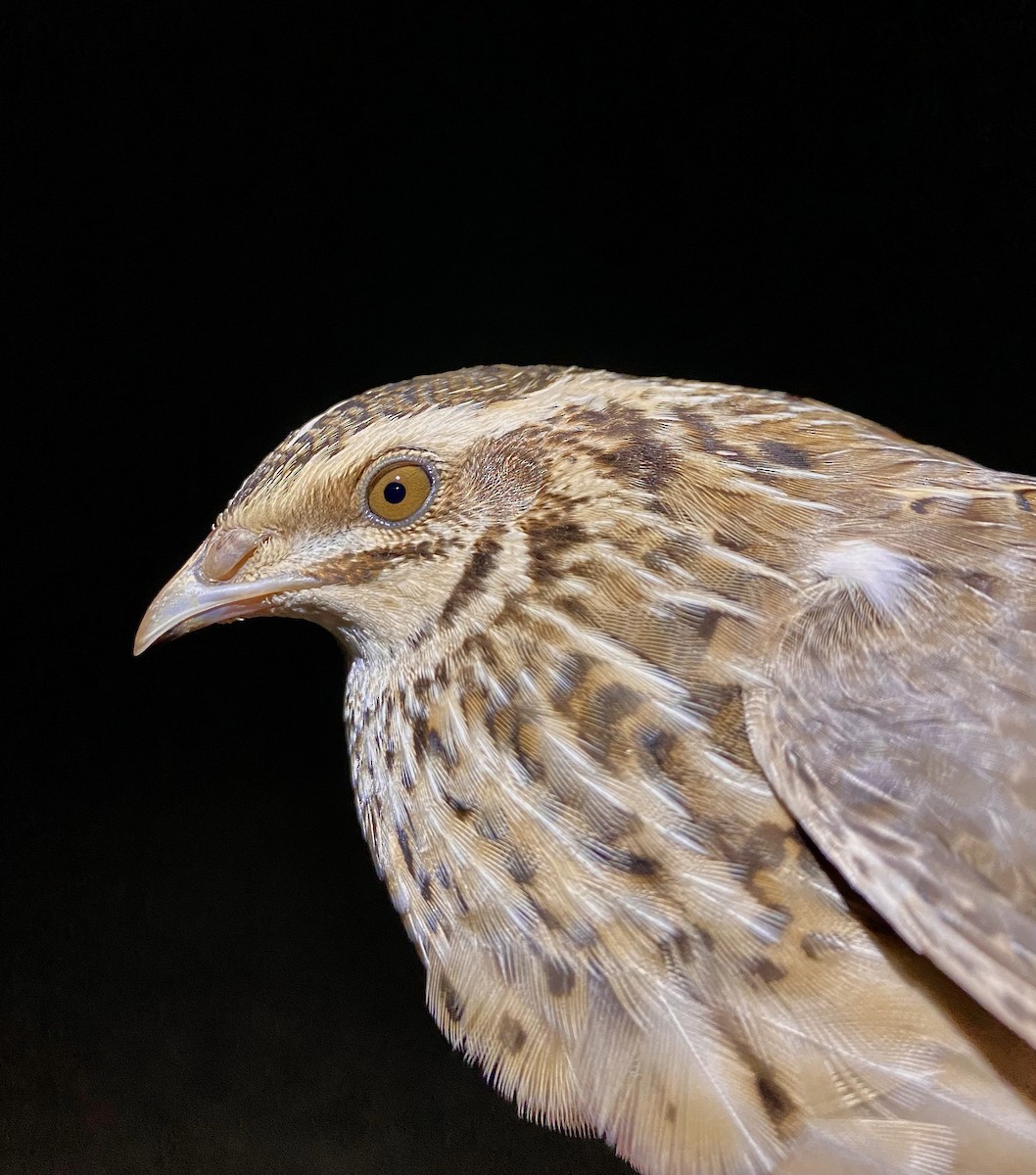 Common Quail - ML643263276